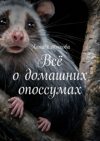 Всё о домашних опоссумах