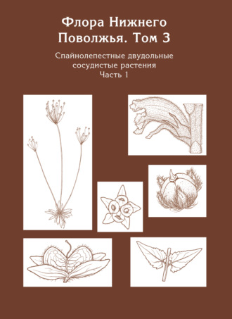 Флора Нижнего Поволжья. Том 3. Часть 1. Спайнолепестные двудольные сосудистые растения (Pyrolaceae – Campanulaceae)