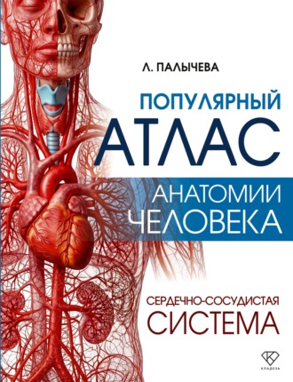 Популярный атлас анатомии человека. Сердечно-сосудистая система