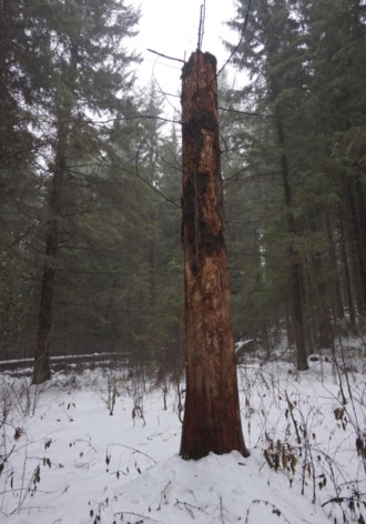 Из записок участкового Максимова